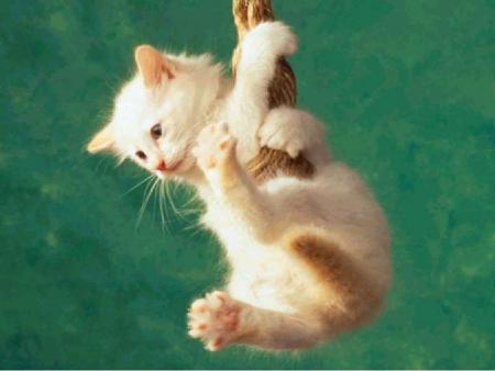 chaton drole