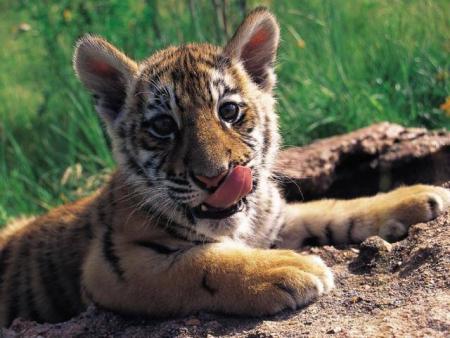 pti tigre